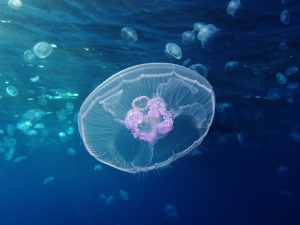 Moon jellyfish [Red Sea, Egypt]
